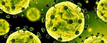 korona virus