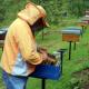 Loša godina za pčelare u TK, nadaju se izmjeni poticajne politike